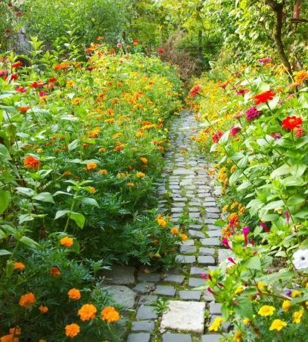 narrow-pathway-garden-surrounded-by-lot-colorful-flowers