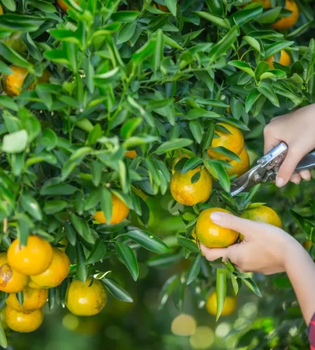 young-woman-garden-harvest-orange-garden